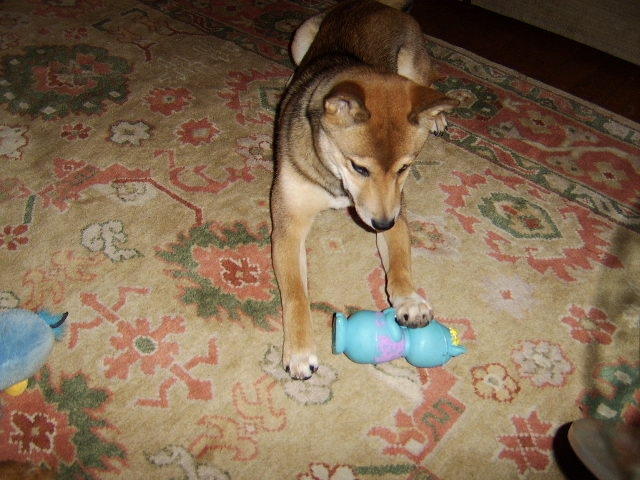 Stolen goods (from neighbor dog)